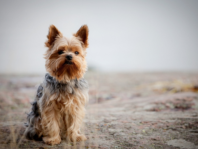 Yorkshire Terrier - Informationen zur Rasse