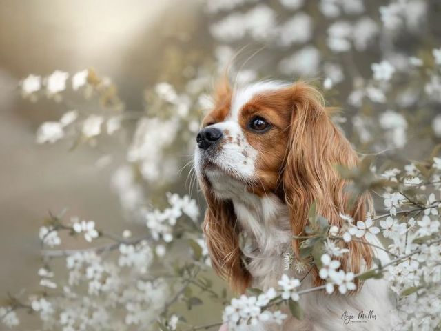 Cavalier King Charles Spaniel – Ratgeber für Zubehör & Komfort
