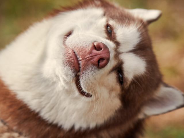 10 Wege, wie Sie Ihren Hund jeden Tag glücklich machen